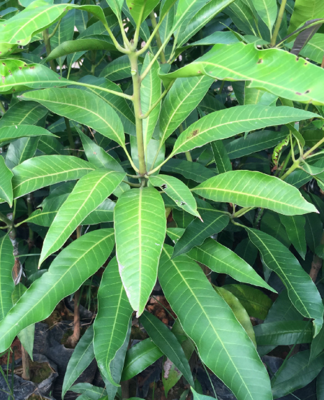 南方芒果树苗几月份移栽好活