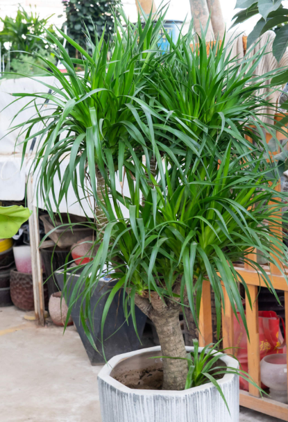 龙血树用尿素当肥料好吗