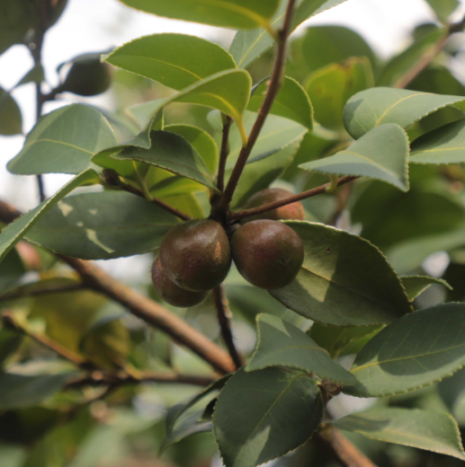 油茶树的寿命是多少年