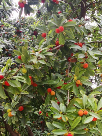 杨梅树造型修剪