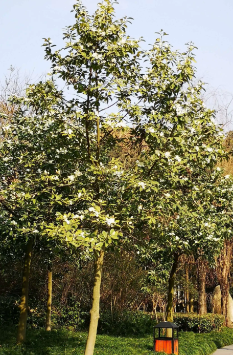 含笑树怎么种植