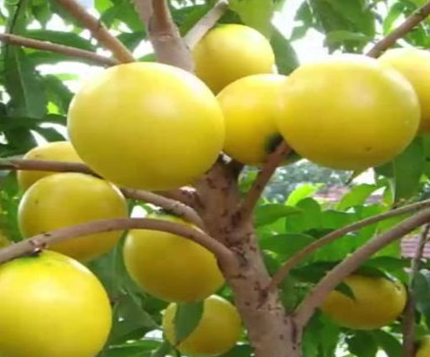 黄晶果什么时候开花结果