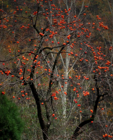 柿子树修剪时间和方法