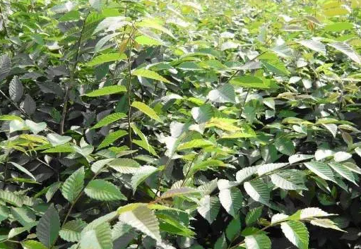 榉树可以扦插吗