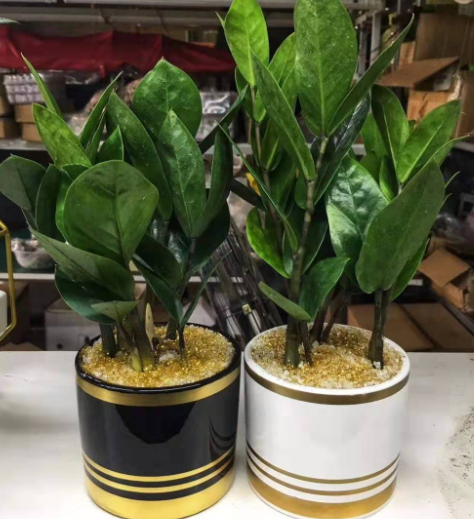 金钱树刚换盆要浇水吗