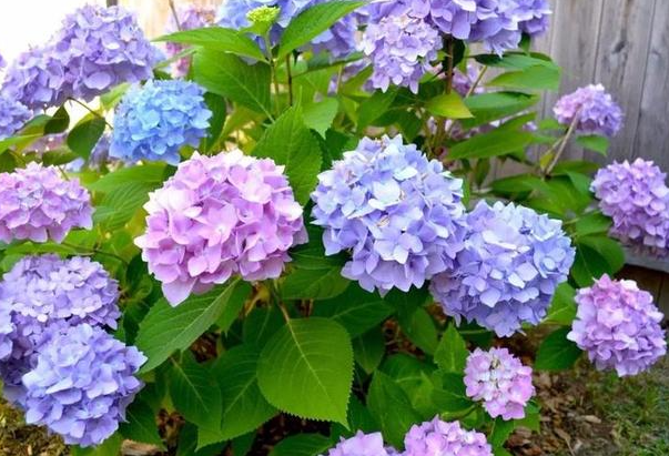 绣球花花期多久