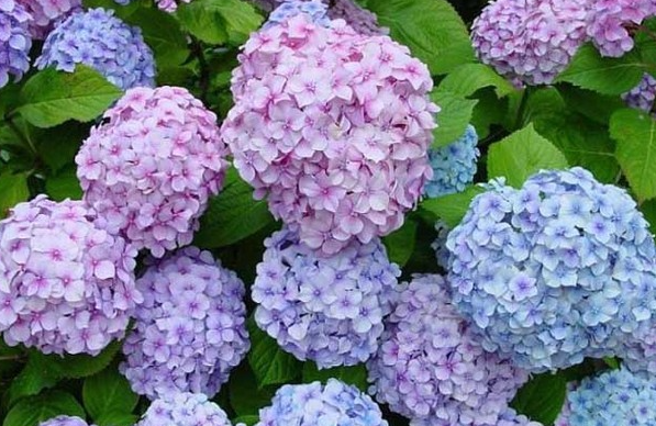 绣球花拿手摸会中毒吗