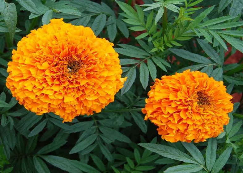 万寿菊不开花的原因