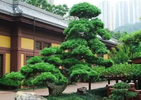 大门前左右栽什么树最吉利