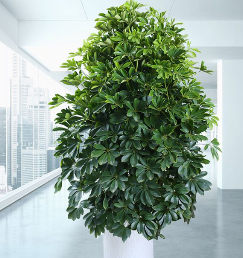 八面来财树的寓意是什么