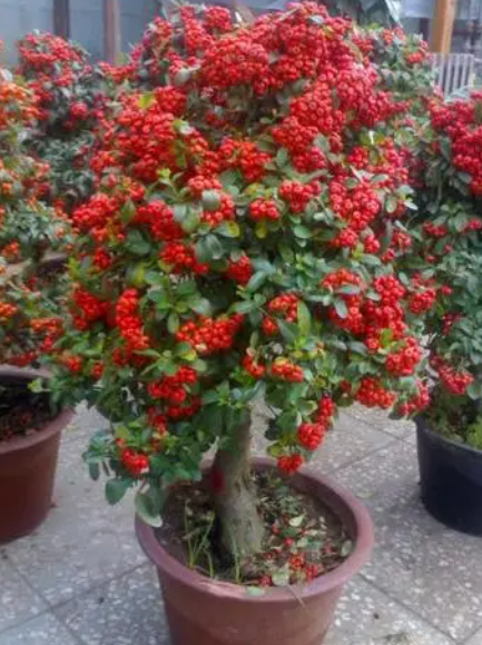 金玉满堂花还叫什么