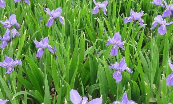 鸢尾花怎么养在水里