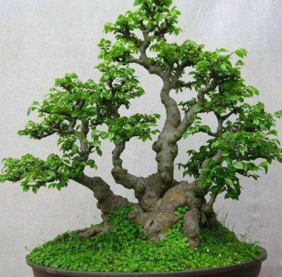 小叶榆树的养殖方法