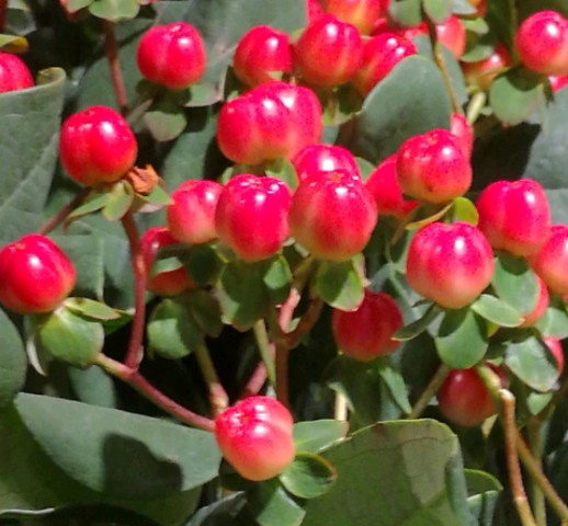 红果金丝桃需要醒花吗