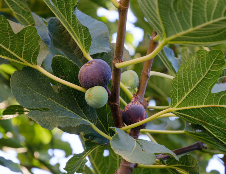无花果树能栽在房前屋后吗