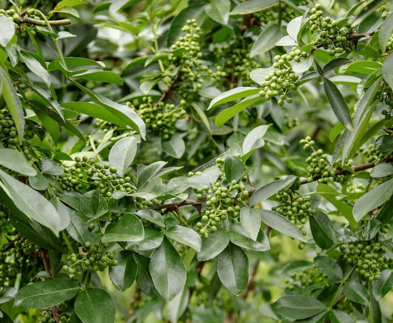 花椒树留几个枝条最好