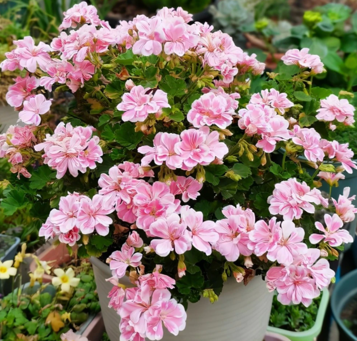 天竺葵花用啥肥料长得快