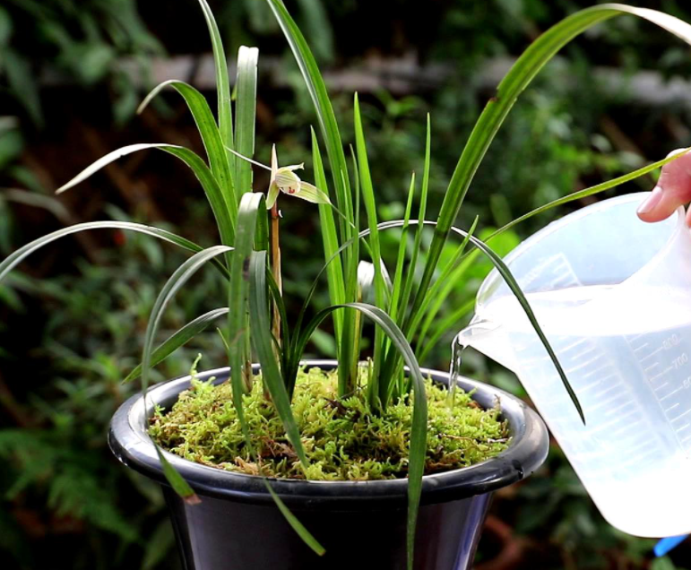 给兰花浇水的方法