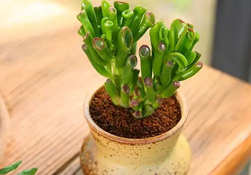 家里养吸财树风水