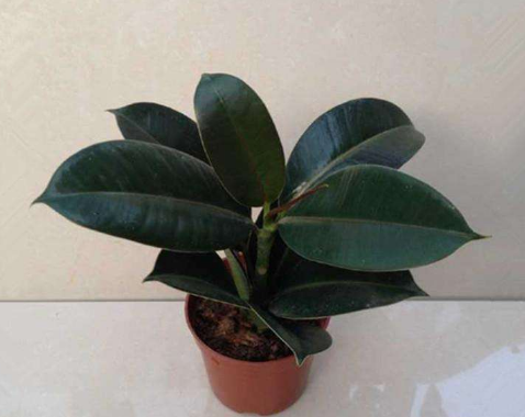 橡胶树盆栽怎样扦插