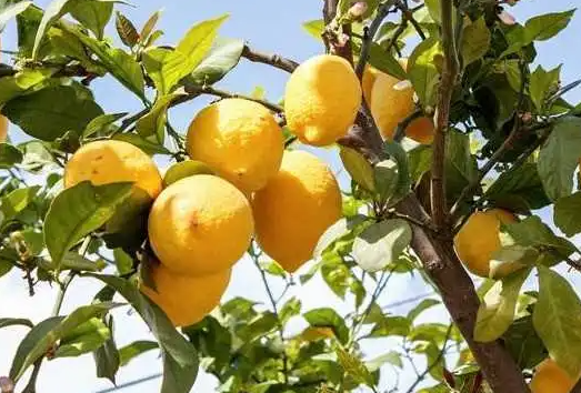 柠檬树的适宜生长温度