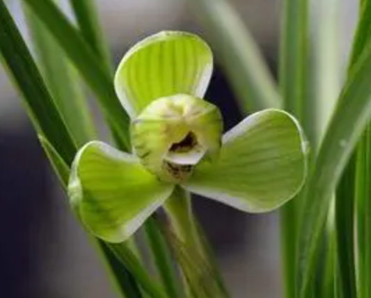 春兰一般什么时候出花苞