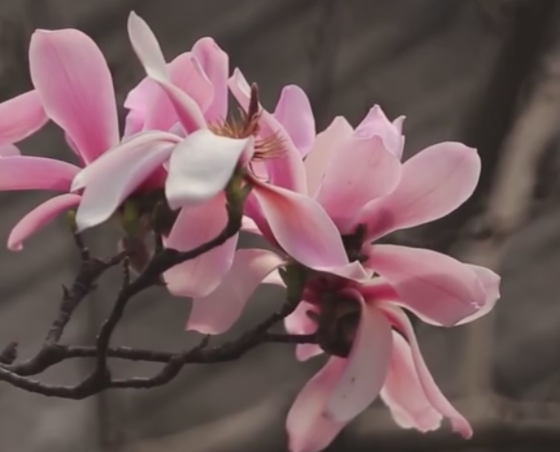 旱莲怎么养开花好