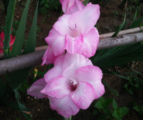 剑兰是不是一年四季都在开花