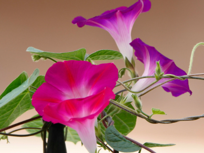 牵牛花的科学种植方法是什么呢