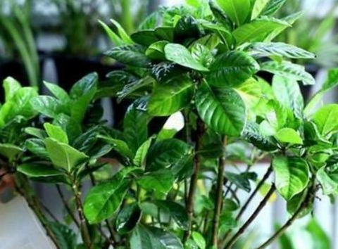 硫酸亚铁多了会伤花卉吗