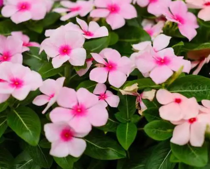 长春花播种几天出苗