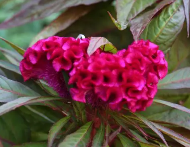 鸡冠花一年开几次花