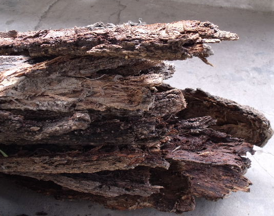 榆树皮可以做什么用