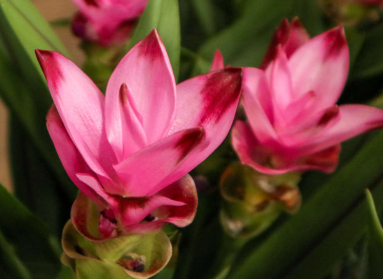 姜荷花适合北方室内养吗