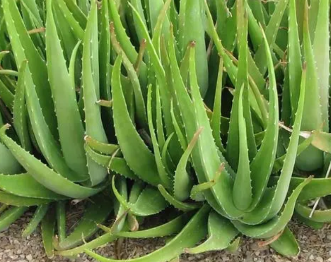 比较好养的花卉有哪些呢