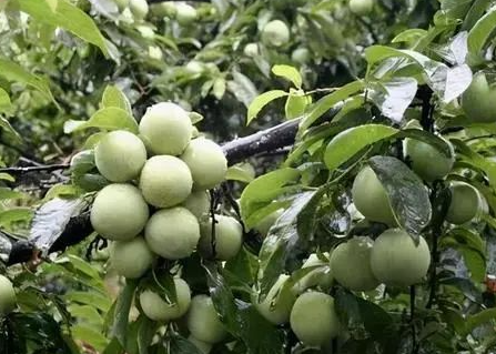 李子树的寿命多少年