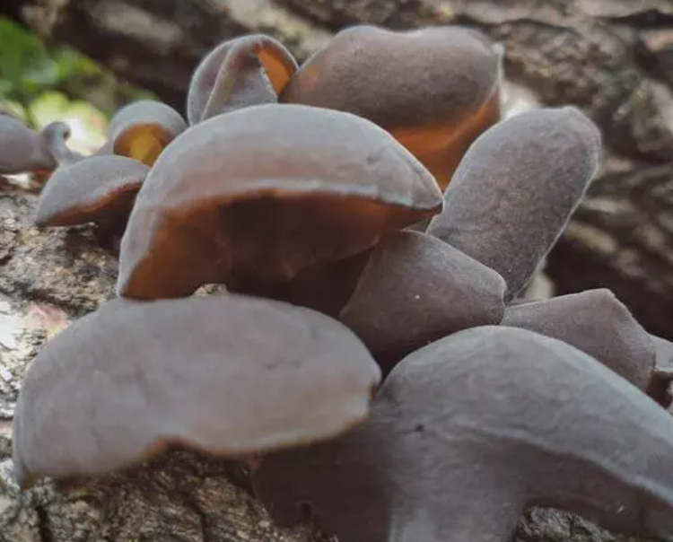 木耳是长在树上的吗