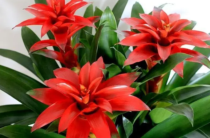 鸿运当头花朵不红了怎么办