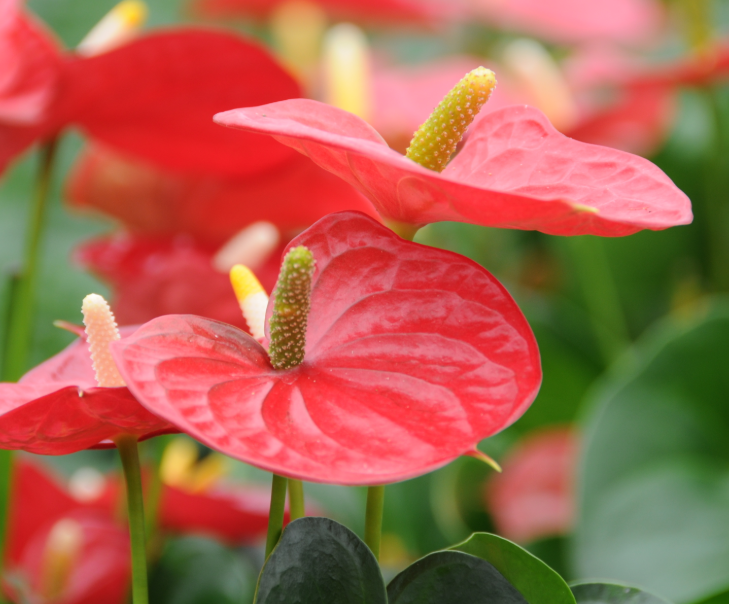 红掌花在夏季开花的适宜环境