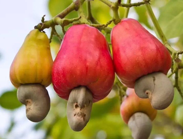 腰果长在树上的样子是啥样