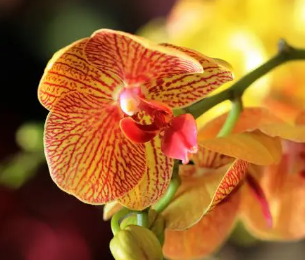 蝴蝶兰用松树皮好还是水苔好