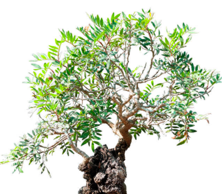 盆栽橄榄树怎么养