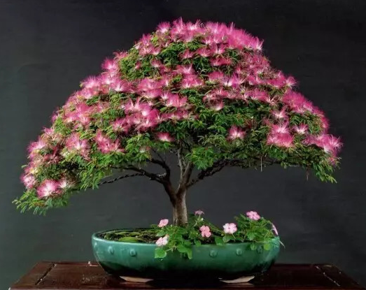 合欢树小盆景如何养护呢