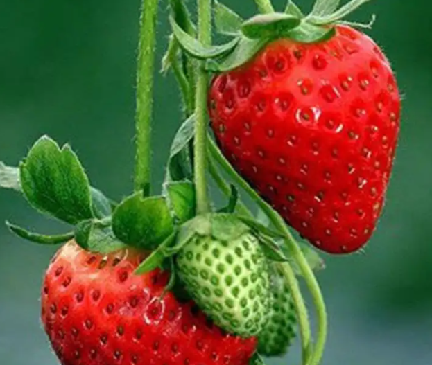 最有潜力的果树是什么呢