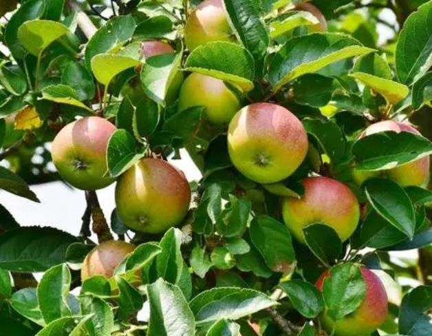 苹果树用什么肥料最佳