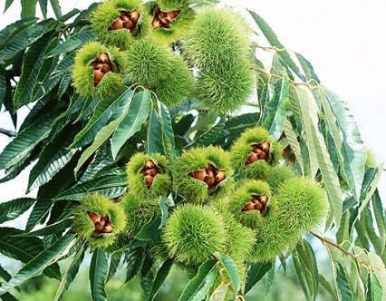 板栗树能不能施肥