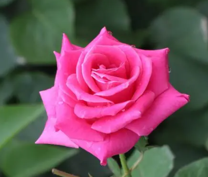 月季花可以施磷肥吗