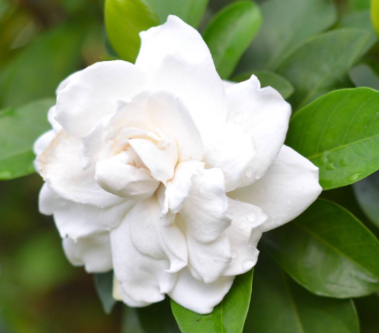 栀子花种子什么时候播种