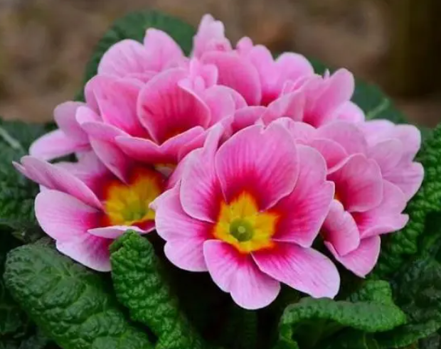 报春花种子的种植方法是什么呢