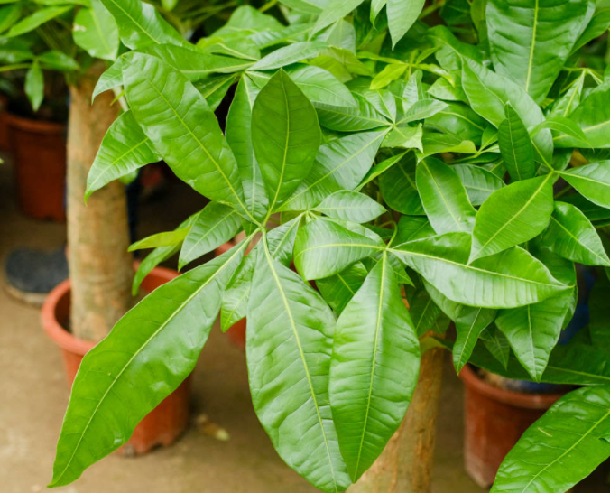 发财树浇啤酒的正确方法是什么呢